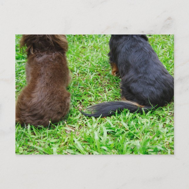Rear view of two Dachshund dogs Postcard (Front)