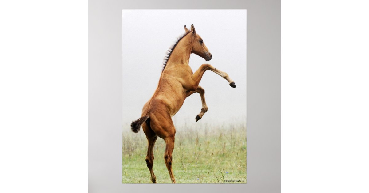 Rearing Colt Poster | Zazzle