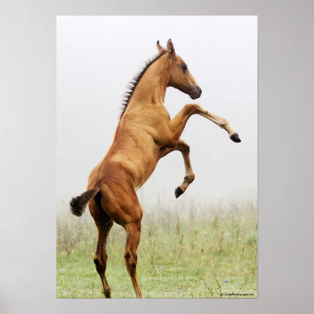 Rearing Colt Poster | Zazzle