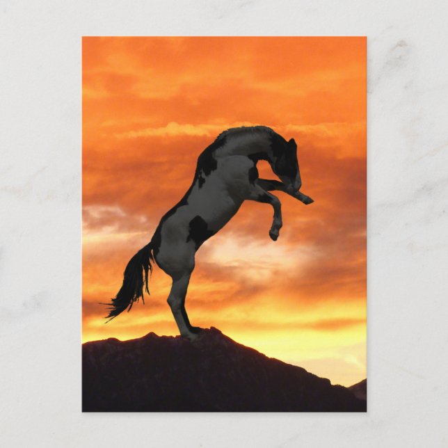 Rearing Horse Postcards (Front)