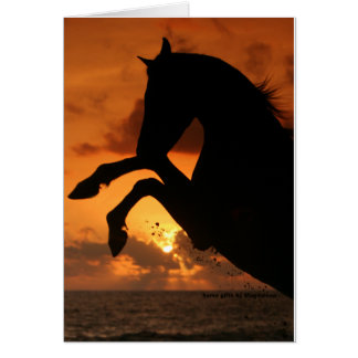 Rearing in the Sunset Cards