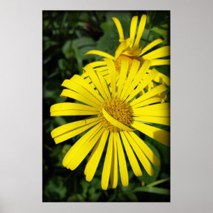 rebel petals poster
