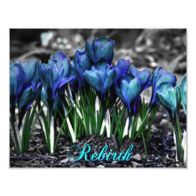 Rebirth of Aqua Blue Crocus Blooms Photo Print (Front)