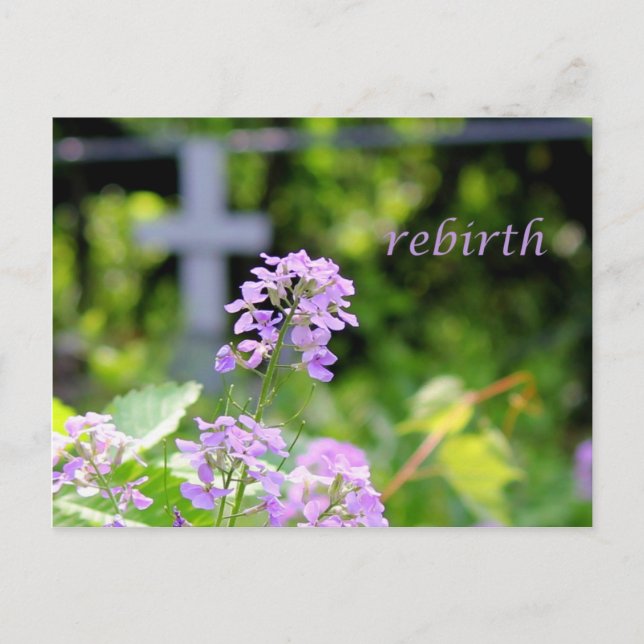 rebirth postcard (Front)