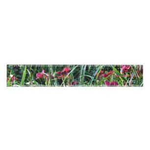 Reblooming Daylilies Ruler