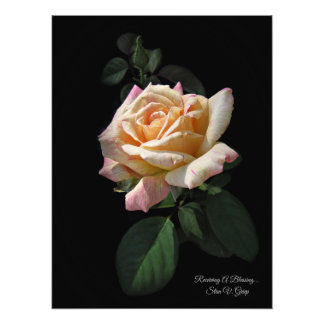 Receiving A Blessing... Rose Art Print By Stan