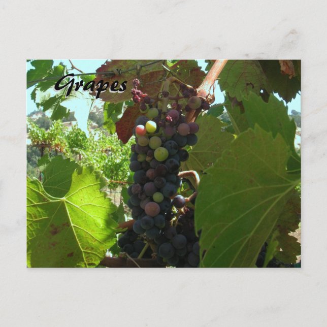 Recipe Card - Grapes on vine (Front)