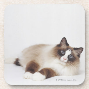 Reclining Cat Drink Coaster