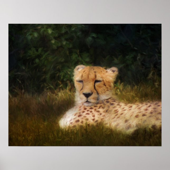 Reclining Cheetah at Fossil Rim Poster (Front)