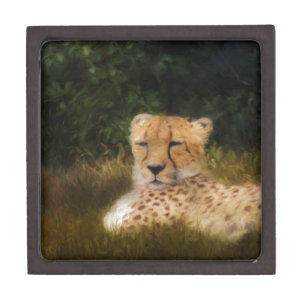Reclining Cheetah at Fossil Rim Wildlife Center Gift Box