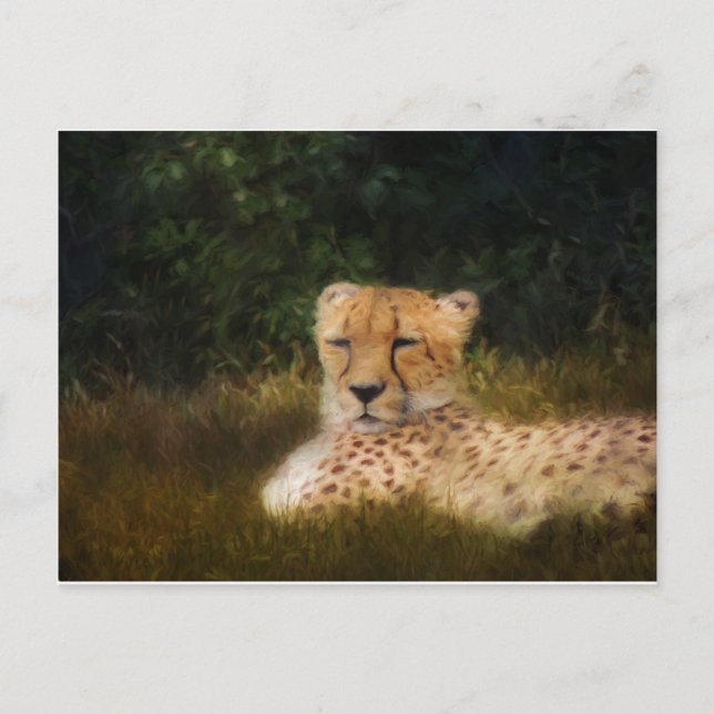 Reclining Cheetah at Fossil Rim Wildlife Center Postcard (Front)