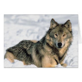 Reclining Wolf (Front Horizontal)