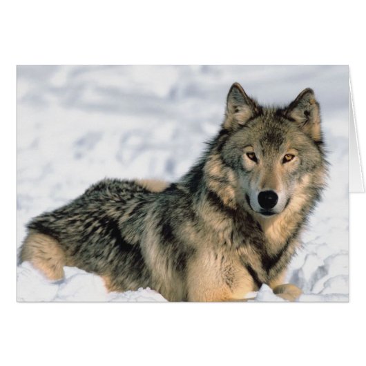 Reclining Wolf Cards (Front Horizontal)