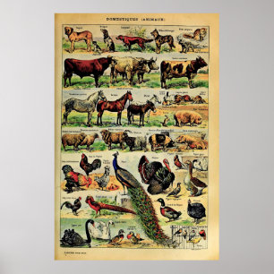 Recreated Adolphe Millot Domestic Animals  Poster