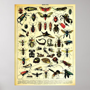 Recreated Adolphe Millot Nature Creatures Insects Poster