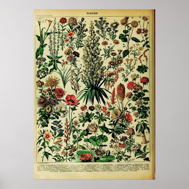 Recreated Adolphe Millot Nature Posters: Flowers Poster (Front)