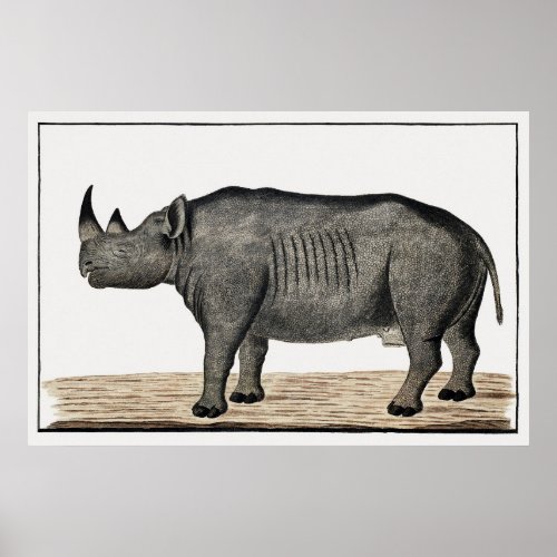 Recto Diceros bicornis bicornis black rhinoceros Poster