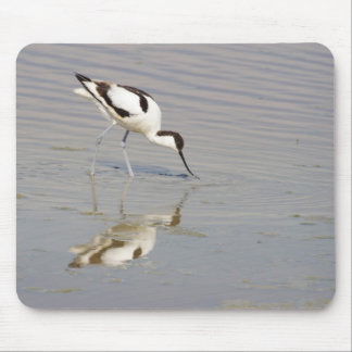 Recurvirostra avosetta mouse pad