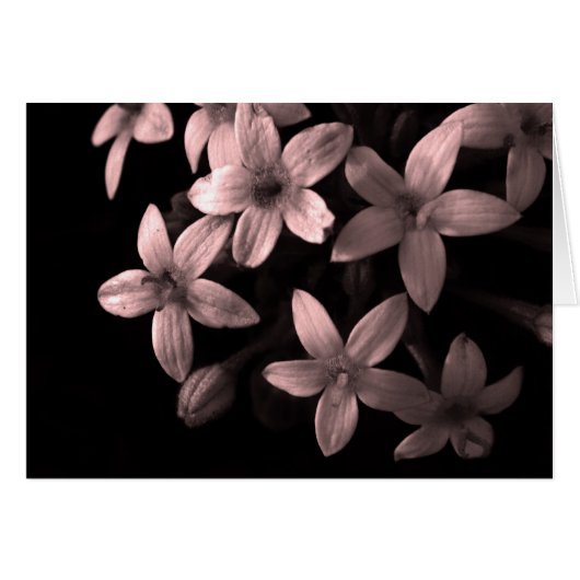 red (Front Horizontal)