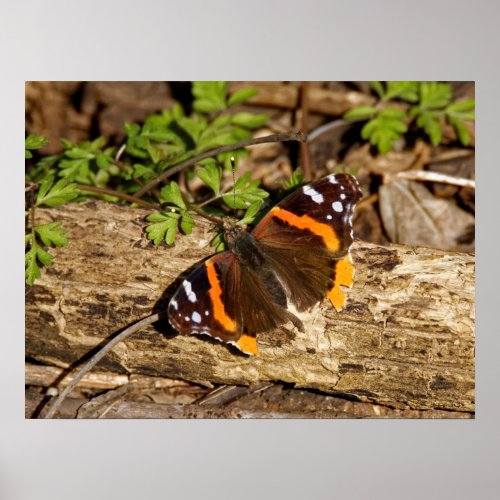 Red Admiral Butterfly 18x24 Poster