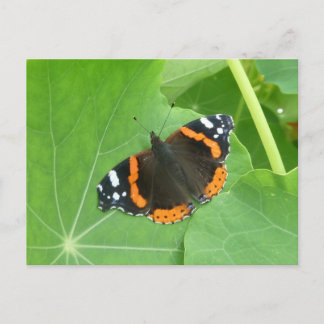 Red Admiral Butterfly Close Up DIY Postcard