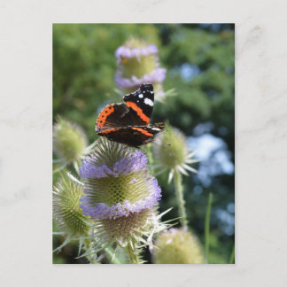 Red Admiral butterfly feeding on teasels Postcard