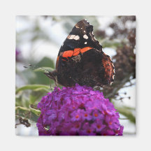 Red admiral butterfly magnet