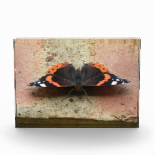 Red Admiral Butterfly Photo Block