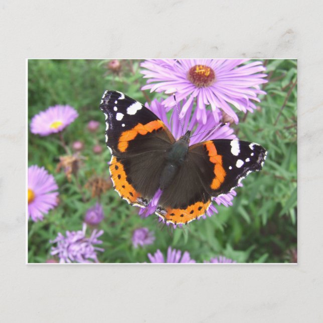 Red Admiral Butterfly Postcard (Front)