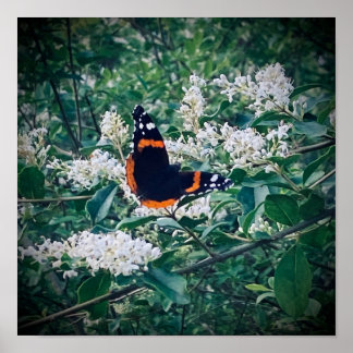 Red Admiral Butterfly Poster