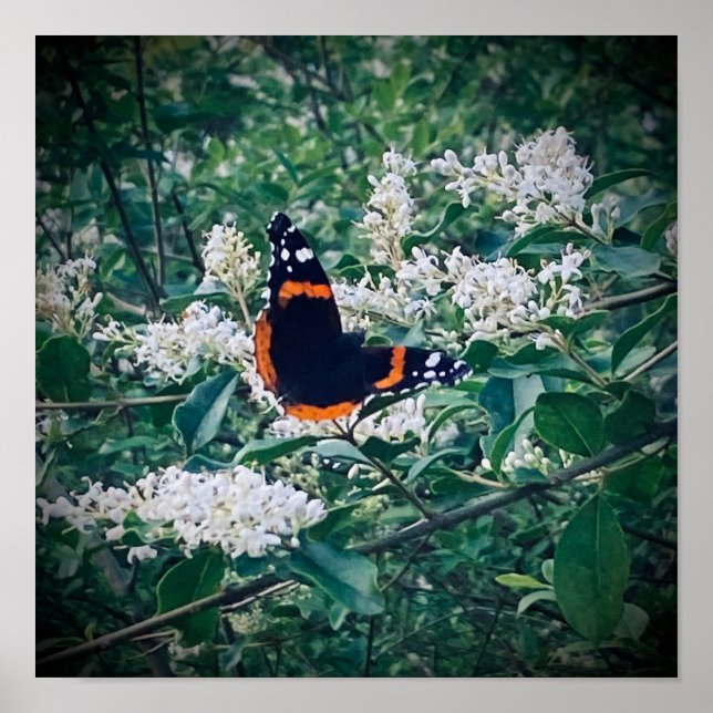 Red Admiral Butterfly Poster (Front)