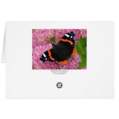 Red Admiral on Sedum (Autumn Joy) (Back Horizontal)