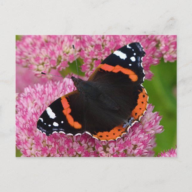 Red Admiral on Sedum (Autumn Joy) Postcard (Front)