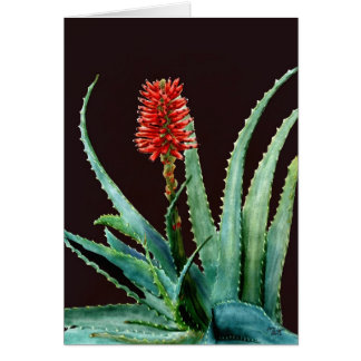 Red Aloe Cards