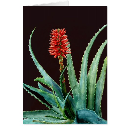 Red Aloe Cards (Front)
