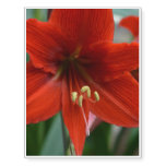 Red Amarylis Temporary Tattoos