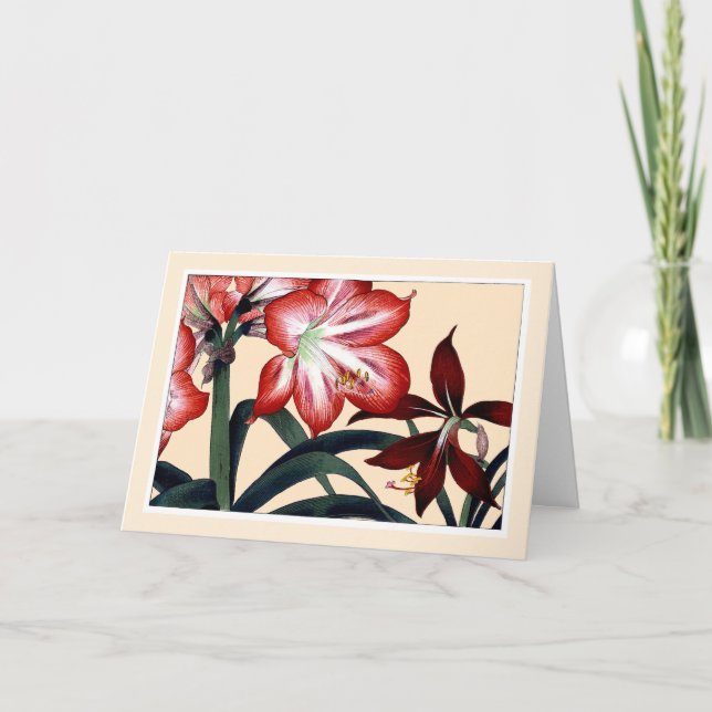 Red Amarylli, Botanicals Card - Customize Greeting (Front)