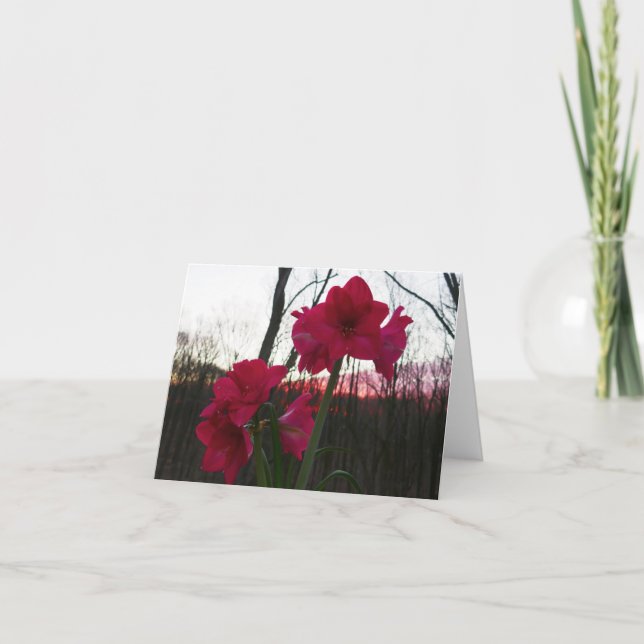 Red Amaryllis and Winter Sunrise Holiday Card (Front)
