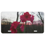 Red Amaryllis and Winter Sunrise License Plate