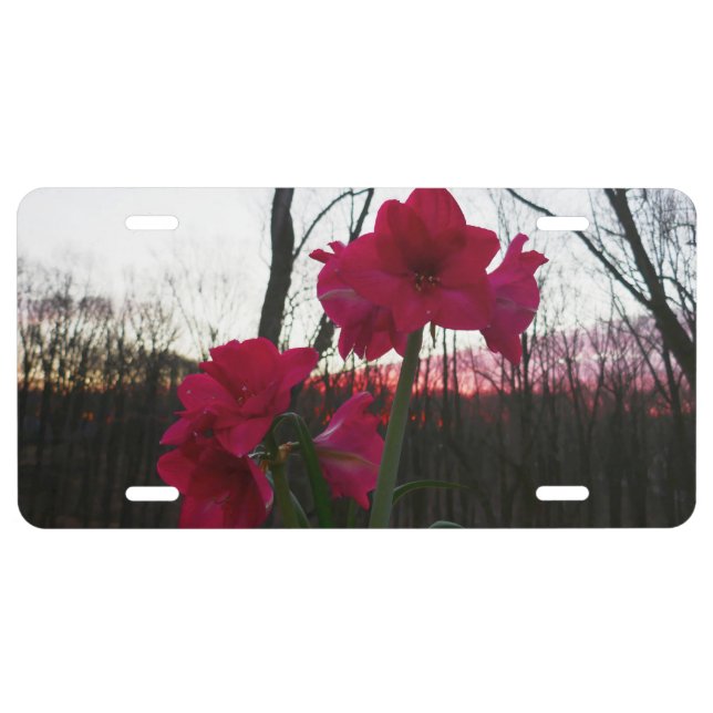 Red Amaryllis and Winter Sunrise License Plate (Front)