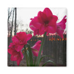 Red Amaryllis and Winter Sunrise Magnet