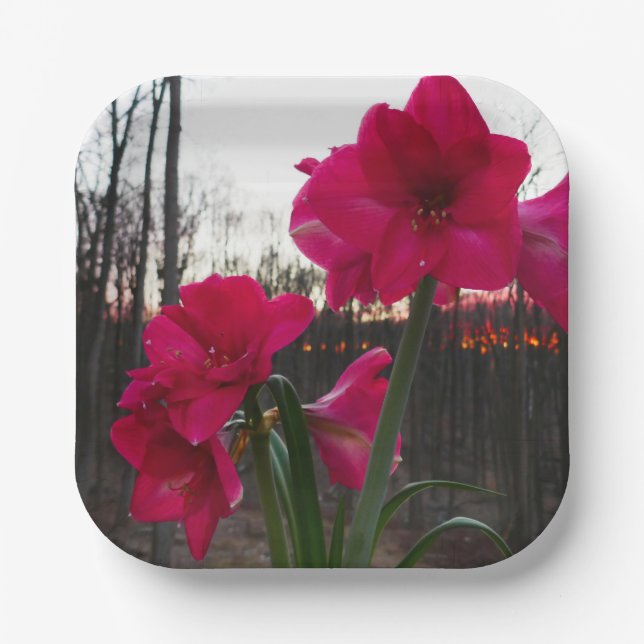 Red Amaryllis and Winter Sunrise Paper Plates (Front)