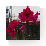 Red Amaryllis and Winter Sunrise Paperweight