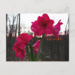 Red Amaryllis and Winter Sunrise Postcard