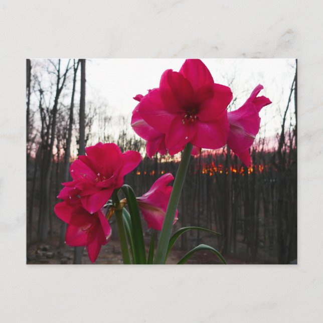 Red Amaryllis and Winter Sunrise Postcard (Front)