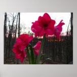 Red Amaryllis and Winter Sunrise Poster