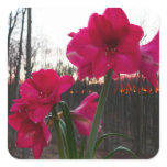 Red Amaryllis and Winter Sunrise Square Sticker