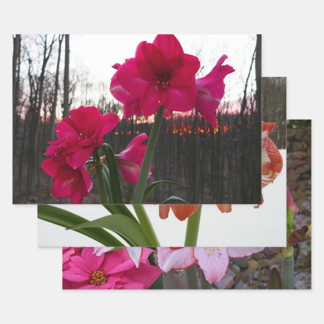 Red Amaryllis and Winter Sunrise Wrapping Paper Sheets (Set)
