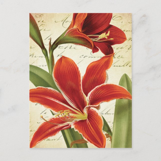 Red Amaryllis Christmas Flower Botanical Holiday Postcard (Front)