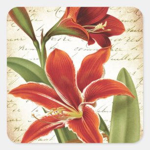 Red Amaryllis Christmas Flower Botanical Square Sticker